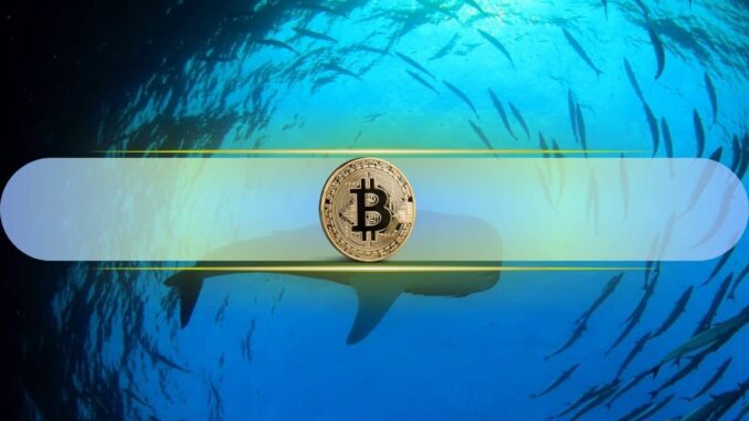 Bitcoin Whales Accumulate $941M BTC in 24 Hours as Prices Drop, What Does This Mean?